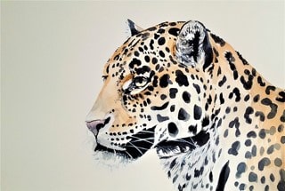 Leopard Aquarell