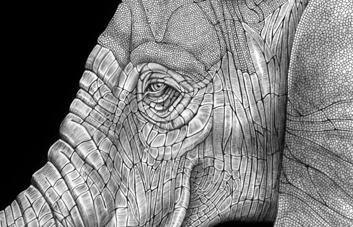 Elefant Ausmalbild von Tim Jeffs