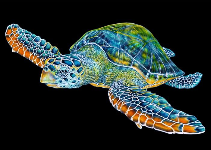 Schildkröte Ausmalbild von Tim Jeffs